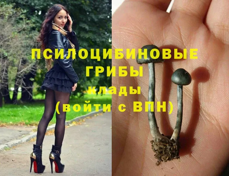 купить   Пудож  ссылка на мегу как войти  Псилоцибиновые грибы Magic Shrooms 